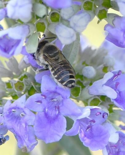 Réf. 237 889 : Megachile sp.